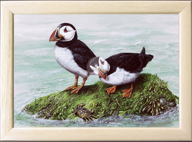 Image of Puffins & Shore Crab, Puffin Island, Port Quin Bay, The Rumps, Padstow
